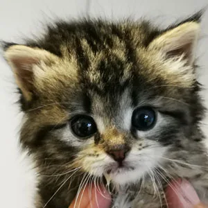 dyrenes_fristed_egelund_dyreklinik_viborg_internat-_killing_kat_dyrlæge_nuttet_nødtelefon_dyr_redning_nødlindende_kriseramt_ejerløst_hjemløst