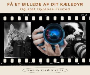 Donèr til Dyrenes Fristed og få foto af dit kæledyr