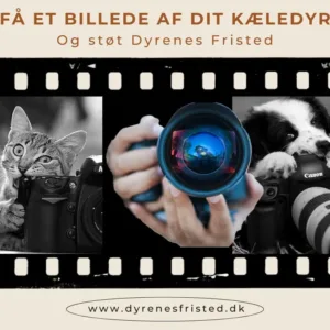 Donèr til Dyrenes Fristed og få foto af dit kæledyr